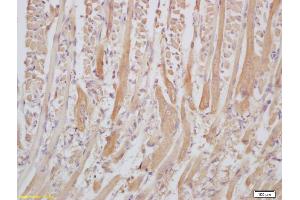 Formalin-fixed and paraffin embedded muscle of mouse embryo labeled with Anti-Senataxin/SETX Polyclonal Antibody, Unconjugated (ABIN1385872) at 1:200, followed by conjugation to the secondary antibody and DAB staining (Senataxin (SETX) (AA 321-398) antibody)