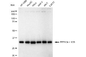 Western blotting analysis using PPP1CA + 1CB antibody (ABIN7799892).