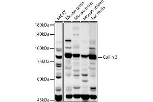 Western blot analysis of extracts of various cell lines, using Cullin 3 antibody (ABIN3021379, ABIN3021380, ABIN3021381, ABIN1512794 and ABIN6214975) at 1:1000 dilution. (Cullin 3 antibody  (AA 569-768))