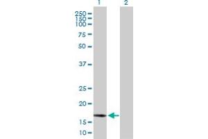 Western Blot analysis of BCL2L2 expression in transfected 293T cell line by BCL2L2 MaxPab polyclonal antibody. (BCL2L2 antibody  (AA 1-193))