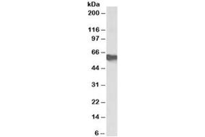 Western blot testing of human albunin-depleted serum with AHSG antibody at 0. (Fetuin A antibody)