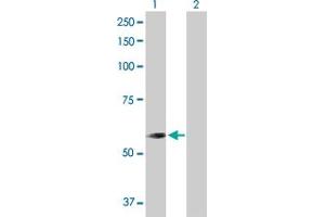 Western Blot analysis of CNDP2 expression in transfected 293T cell line by CNDP2 MaxPab polyclonal antibody. (CNDP2 antibody  (AA 1-475))