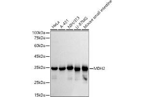 Western blot analysis of extracts of various cell lines, using MDH2 antibody (ABIN7268381) at 1:500 dilution.