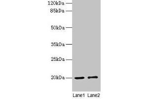 Western blot All lanes: COX4I1 antibody at 10 μg/mL Lane 1: Rat muscle tissue Lane 2: Zebrafish lysate Secondary Goat polyclonal to rabbit IgG at 1/10000 dilution Predicted band size: 20 kDa Observed band size: 20 kDa (COX IV antibody  (Isoform 1))