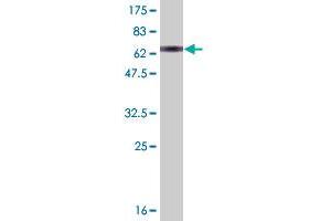 Western Blot detection against Immunogen (73. (AHCY antibody  (AA 1-432))