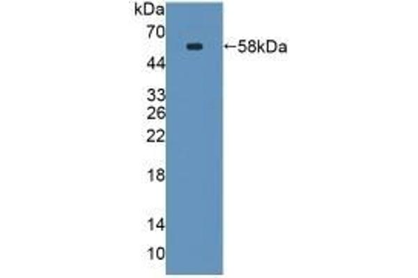 SPTLC3 anticorps  (AA 80-563)