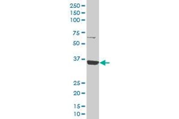 SLC35A3 antibody  (AA 61-113)