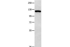 Western Blot analysis of 823 cell using MVP Polyclonal Antibody at dilution of 1:350 (MVP antibody)