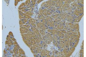 ABIN6276992 at 1/100 staining Human pancreas tissue by IHC-P.