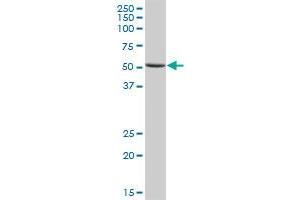 PNLIP MaxPab polyclonal antibody. (PNLIP antibody  (AA 1-465))