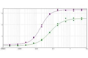 ELISA results of purified Monoclonal anti-HbC antibody tested against BSA-conjugated peptide of HbC peptide. (Hemoglobin Subunit beta-C (LOC100134870) (N-Term) antibody)