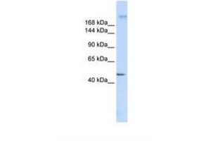 Image no. 1 for anti-Myoferlin (MYOF) (AA 1874-1923) antibody (ABIN6738292) (Myoferlin antibody  (AA 1874-1923))