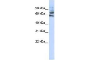 Image no. 1 for anti-Multiple C2 Domains, Transmembrane 1 (MCTP1) (AA 468-517) antibody (ABIN6743301) (MCTP1 antibody  (AA 468-517))
