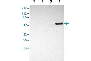 Western blot analysis of Lane 1: RT-4, Lane 2: U-251MG sp, Lane 3: A-431, Lane 4: Human liver with SH2D4A polyclonal antibody  at 1:250-1:500 dilution. (SH2D4A antibody)