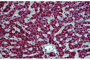 Human Liver: Formalin-Fixed, Paraffin-Embedded (FFPE) (Prohibitin 2 antibody  (Tyr128))