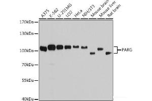 Western blot analysis of extracts of various cell lines using PARG Polyclonal Antibody at dilution of 1:7000. (PARG antibody)