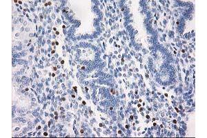 Image no. 2 for anti-Signal Transducer and Activator of Transcription 4 (STAT4) antibody (ABIN1501179) (STAT4 antibody)