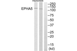 Western blot analysis of extracts from HepG2 cells and A549 cells, using EPHA5 antibody. (EPH Receptor A5 antibody  (Internal Region))