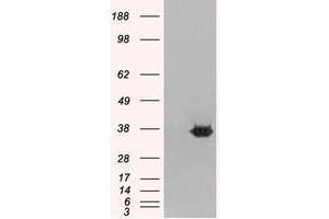 Image no. 2 for anti-Mortality Factor 4 Like 2 (MORF4L2) (N-Term) antibody (ABIN374201)