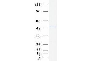 VPS4B Protein (Myc-DYKDDDDK Tag)