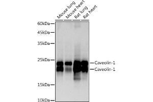 Western blot analysis of extracts of various cell lines, using Caveolin-1 antibody (ABIN7266154) at 1:1000 dilution. (Caveolin-1 antibody)