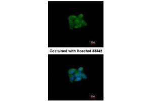 ICC/IF Image Immunofluorescence analysis of methanol-fixed HepG2, using SUOX, antibody at 1:200 dilution. (SUOX antibody)