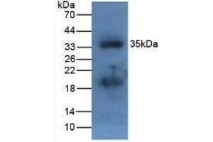Detection of APOA5 in Fetal Mouse using Polyclonal Antibody to Apolipoprotein A5 (APOA5) (APOA5 antibody  (AA 21-210))