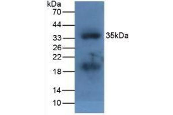 APOA5 anticorps  (AA 21-210)