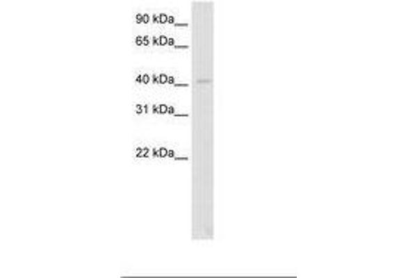 LIM Domain Binding 2 Protein antibody  (AA 61-110)