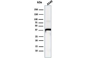 Western Blot Analysis of A549 cell lysate usingAnnexin A1 Mouse Monoclonal Antibody (ANXA1/1671). (Annexin a1 antibody)