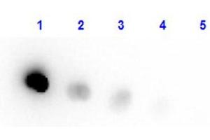 Dot Blot result of Human Transferrin Peroxidase conjugate. (Transferrin Protein (TF) (HRP))