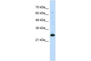 Western Blotting (WB) image for anti-Myogenic Factor 6 (MYF6) antibody (ABIN2460380) (MYF6 antibody)