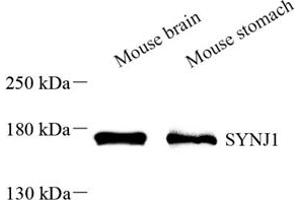 anti-Synaptojanin (SYNJ) antibody