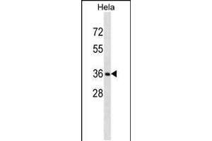 Western blot analysis in Hela cell line lysates (35ug/lane). (RNF34 antibody  (C-Term))
