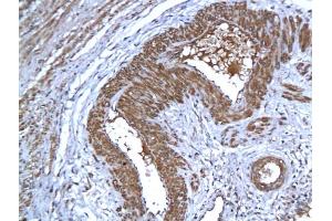 Immunohistochemistry (IHC) image for anti-Apoptosis-Inducing Factor, Mitochondrion-Associated, 1 (AIFM1) (AA 131-230) antibody (ABIN724010)