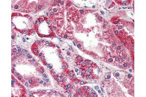 Anti-PSPH antibody IHC of human kidney. (PSPH antibody  (AA 1-225))