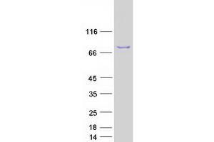 Validation with Western Blot (ENOX2 Protein (Transcript Variant 1) (Myc-DYKDDDDK Tag))