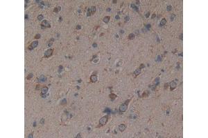 Used in DAB staining on fromalin fixed paraffin- embedded Kidney tissue (PRODH antibody  (AA 392-599))