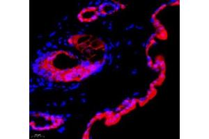 Immunofluorescence of paraffin embedded mouse skin using Annexin-A8 (ABIN7073071) at dilution of 1: 3866 (400x lens) (Annexin VIII antibody)