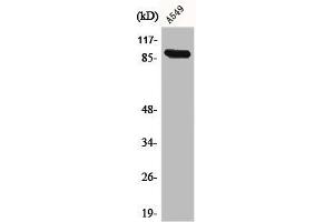 Western Blot analysis of A549 cells using Cadherin-16 Polyclonal Antibody (Cadherin-16 antibody  (C-Term))