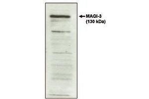 Image no. 1 for anti-Presequence Translocase-Associated Motor 16 Homolog (PAM16) antibody (ABIN298545) (MAGMAS antibody)