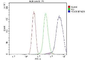 Flow Cytometry analysis of U251 cells using anti-HOXC8 antibody (ABIN7600248). (HOXC8 antibody  (AA 17-133))