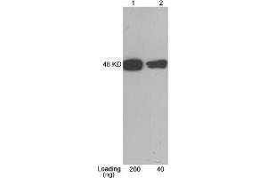 Lane 1-2: CBP tag fusion protein expressed in E. (CBP Tag antibody)