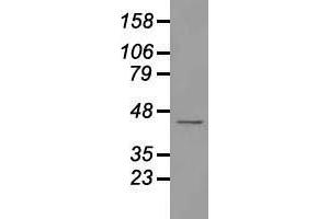 Western blot analysis of 35 µg of cell extracts from human Liver carcinoma (HepG2) cells using anti-USP38 antibody. (USP38 antibody)