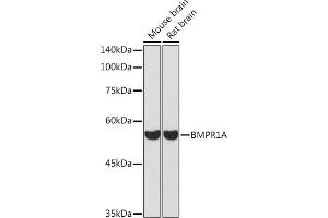 Western blot analysis of extracts of various cell lines, using BMPR1A Rabbit pAb (ABIN3022599, ABIN3022600, ABIN3022601 and ABIN6218934) at 1:1000 dilution. (BMPR1A antibody  (AA 24-200))