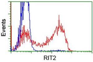 HEK293T cells transfected with either RC205367 overexpress plasmid (Red) or empty vector control plasmid (Blue) were immunostained by anti-RIT2 antibody (ABIN2453598), and then analyzed by flow cytometry. (RIT2 antibody)