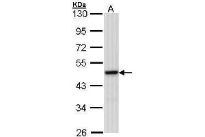 WB Image Sample (30 ug of whole cell lysate) A: 293T 10% SDS PAGE antibody diluted at 1:1000 (MEK1 antibody)