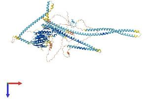 AlphaFold protein structure predicition of Human Recombinant KIF4B Protein, UniprotID Q2VIQ3 (KIF4B Protein (AA 1-1234) (His tag))
