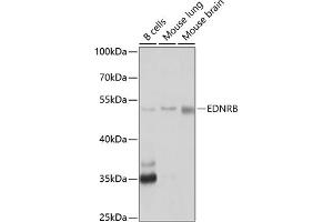 Western blot analysis of extracts of various cell lines, using EDNRB antibody (ABIN3016961, ABIN3016962, ABIN1679650 and ABIN6219903) at 1:1000 dilution.