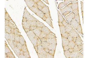 C13orf18 Antibody at 1/100 staining rat muscle tissue by IHC-P. (C13orf18 antibody  (N-Term))